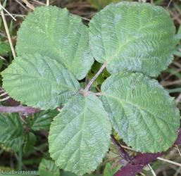 Southern x Tubercled Bramble