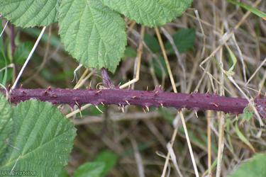 Southern x Tubercled Bramble