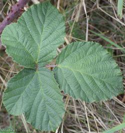 Southern x Tubercled Bramble