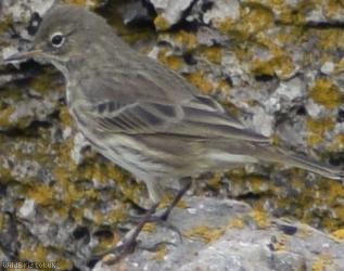 image for Rock Pipit