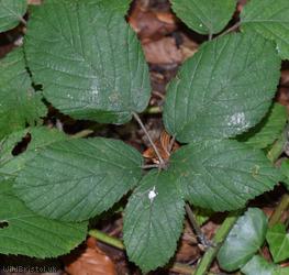 Rufous Bramble
