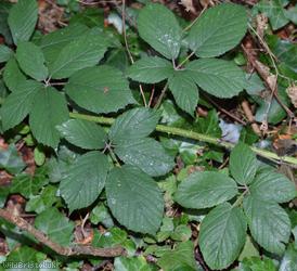 Rufous Bramble