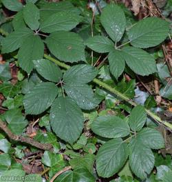 Rufous Bramble