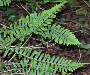 image for Common Polypody