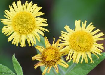 Common Fleabane