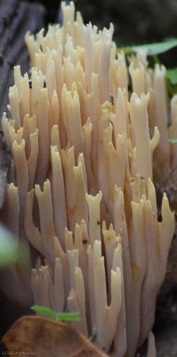 Upright Coral