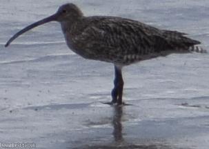 Curlew