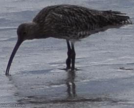 Curlew