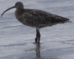 Curlew