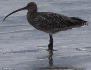 Curlew