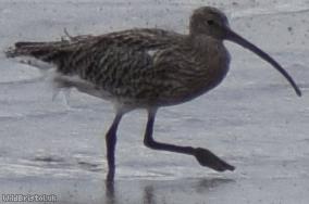 image for Curlew