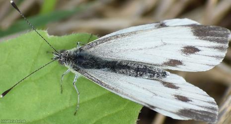 image for Green-veined White
