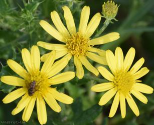 Marsh Ragwort