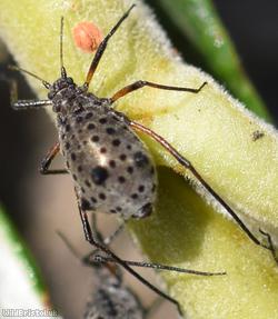 image for Giant Willow Aphid