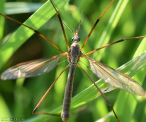 Tipula oleracea