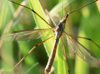 Tipula oleracea