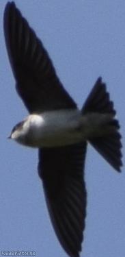 image for House Martin