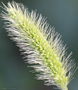 image for Green Bristle-grass