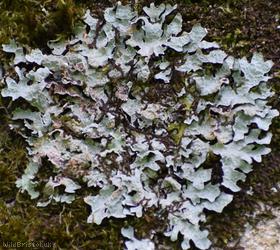 Netted Shield Lichen