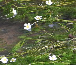 image for Stream Water-crowfoot