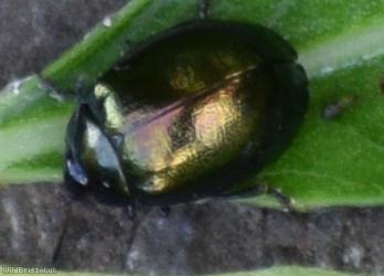 Imported Willow Leaf Beetle