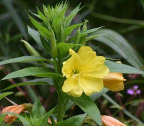 image for Common Evening-primrose
