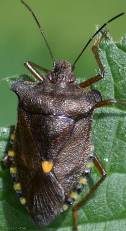 image for Red-legged Shieldbug
