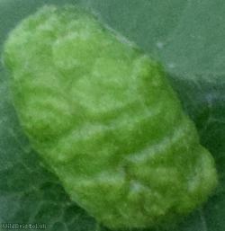 Walnut Leaf Gall Mite