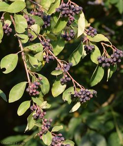 Open-fruited Cotoneaster