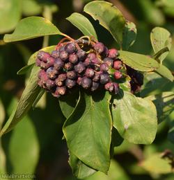 Open-fruited Cotoneaster