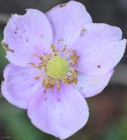 image for Japanese Anemone