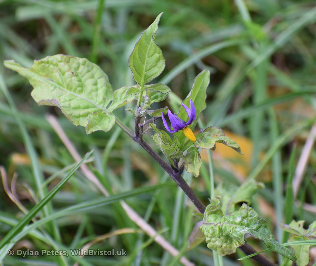 Bittersweet (Solanum dulcamara)