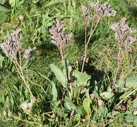 image for Common Sea-lavender