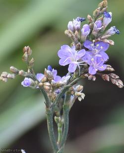 Common Sea-lavender