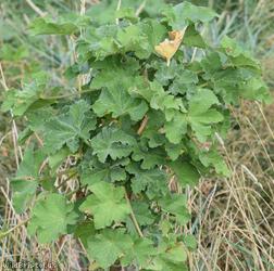 image for Tree Mallow