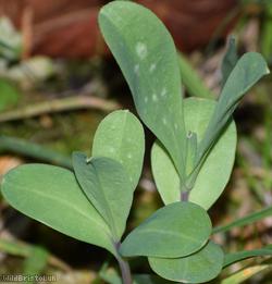Greater Honeywort