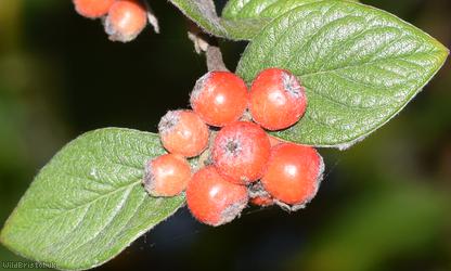 image for Engraved Cotoneaster
