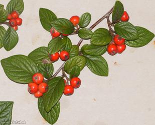 Engraved Cotoneaster