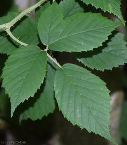 image for Rubus subtercanens