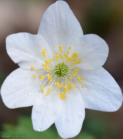 image for Wood Anemone