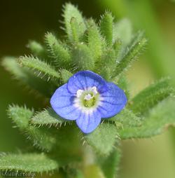 image for Wall Speedwell