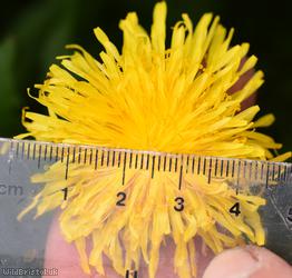 Dull-leaved Dandelion