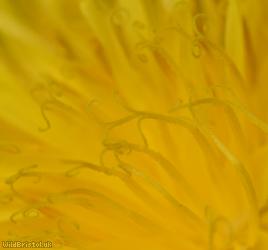 Dull-leaved Dandelion