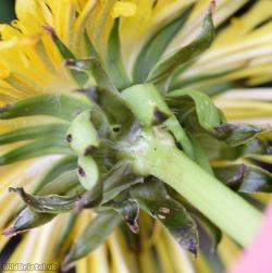 Dull-leaved Dandelion
