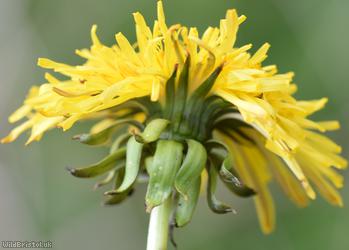 Dull-leaved Dandelion