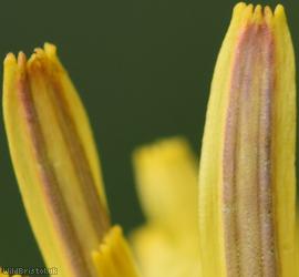 Dull-leaved Dandelion