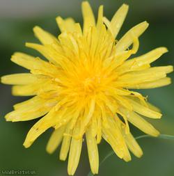 image for Spear-toothed Dandelion