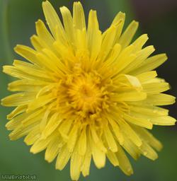 Spear-toothed Dandelion