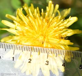Large-bracted Dandelion