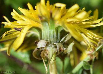Large-bracted Dandelion